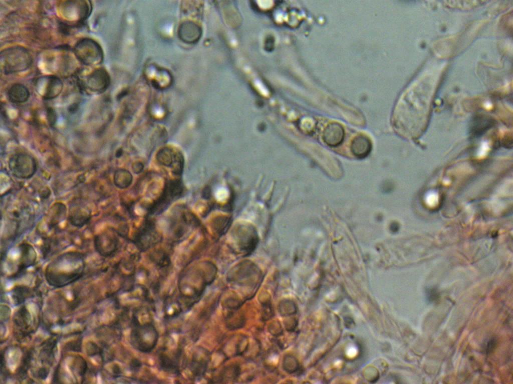 Hygrocybe  constrictospora?